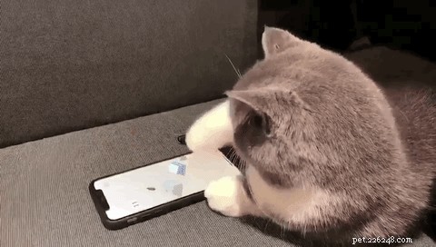 Kan katter se telefonskärmar?