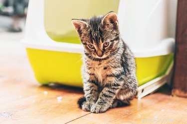 Waarom je kat plast of poept buiten de kattenbak
