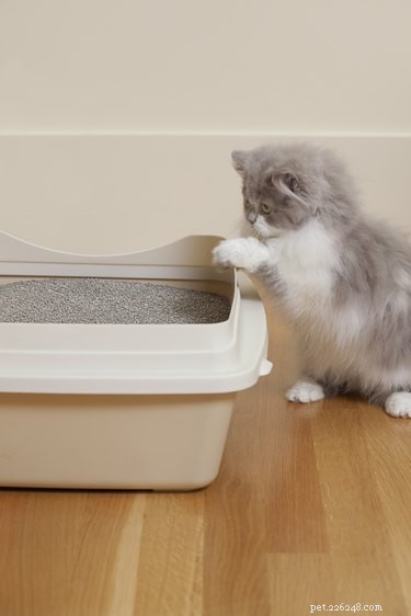 Varför din katt kissar eller bajsar utanför kattlådan