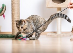 Jak zajistit, aby vaše kočka měla dostatek pohybu