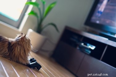 Могут ли кошки смотреть телевизор?
