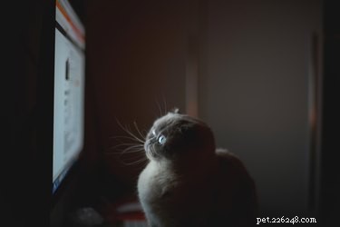 Les chats peuvent-ils voir la télévision ?