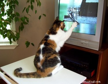 Kan katter se TV?