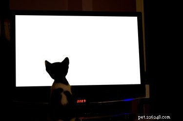 Les chats peuvent-ils voir les photos ?