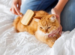 Jak pečovat o kočku