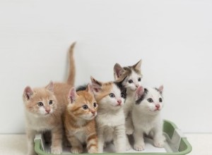 Как выбрать лучший тип туалета для вашей кошки