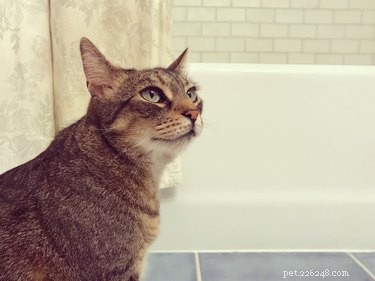 Quelle est la meilleure litière pour chat pour votre style de vie ?