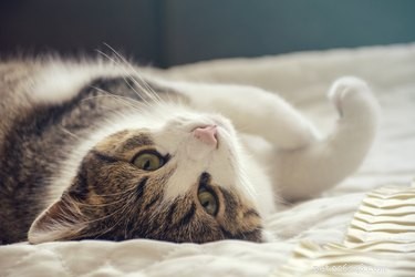Qual ​​è la migliore lettiera per gatti per il tuo stile di vita?