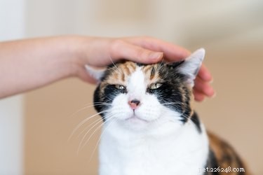I gatti possono essere malati di mente?