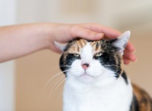고양이도 정신병을 앓을 수 있습니까?