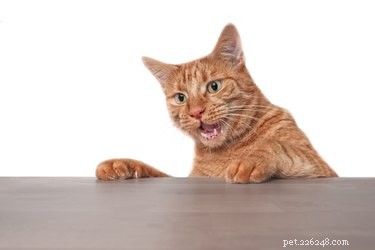 猫はADHDを持つことができますか？ 