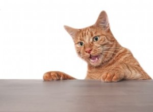 猫はADHDを持つことができますか？ 