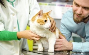 고양이가 기침을 하는 이유는 무엇입니까?