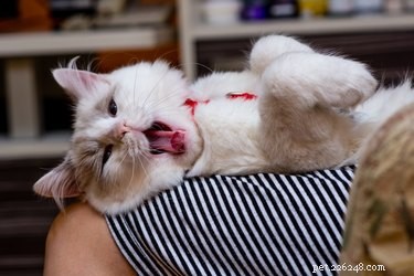 猫が咳をするのはなぜですか？ 