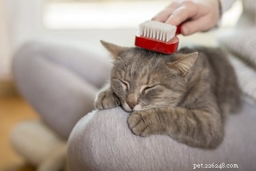 Hoe haarballen bij katten te voorkomen