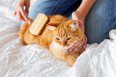 Hoe haarballen bij katten te voorkomen