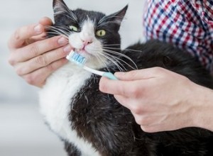 猫の歯を磨く必要がありますか？ 