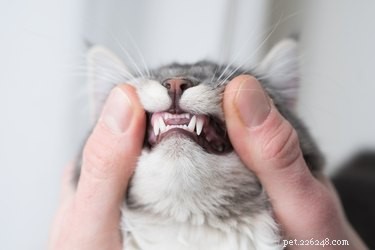 Dovrei spazzolare i denti al mio gatto?