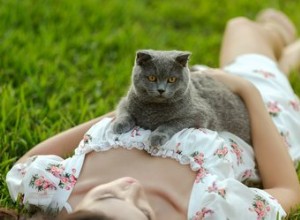 Jsou kočky dobré pro lidské zdraví? Zde jsou osvědčené výhody mít kočku