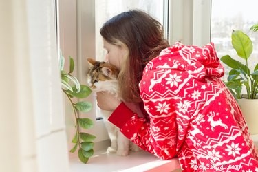 Zijn katten goed voor de menselijke gezondheid? Dit zijn de bewezen voordelen van het hebben van een kat