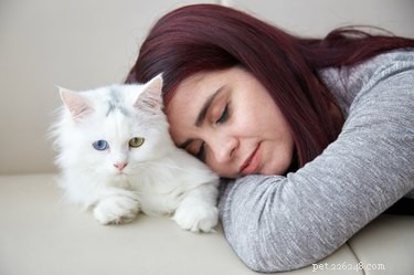 고양이는 인간의 건강에 좋은가요? 다음은 고양이를 키울 때의 입증된 이점입니다.