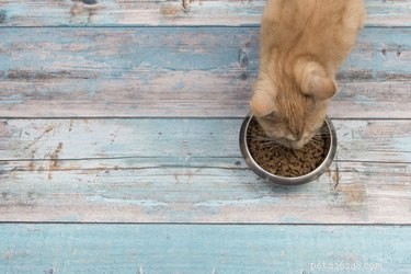 この間ずっと間違って猫に餌をやっていましたか？ 