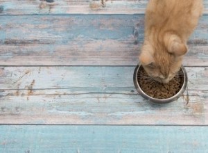 지금까지 고양이에게 잘못된 먹이를 주었습니까?