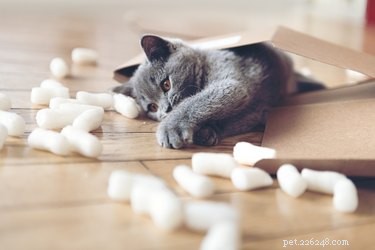 Beste CBD-olie voor katten in 2019:beoordelingen van de topmerken en CBD-producten voor katten