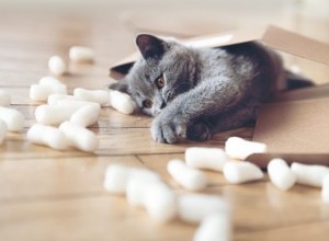 Bästa CBD-olja för katter 2019:Recensioner av de främsta varumärkena och CBD-produkterna för kattdjur