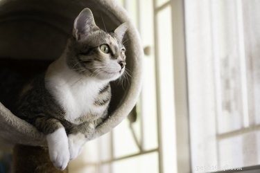 Les chats doivent-ils être autorisés à sortir pour être heureux ?