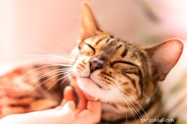 Behöver katter få vara ute för att vara lyckliga?