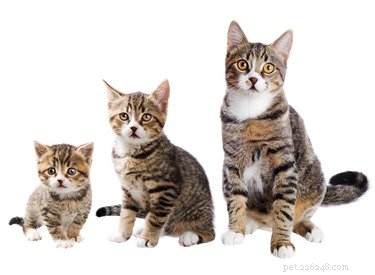 Quando i gatti smettono di crescere? Metodi affidabili per sapere quando i gatti raggiungono la loro dimensione completa