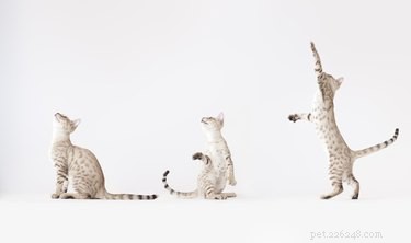 Wanneer stoppen katten met groeien? Betrouwbare manieren om te weten wanneer katten hun volledige grootte bereiken