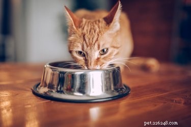Чем кормить пожилых кошек? Вот лучшие варианты корма для пожилых кошек