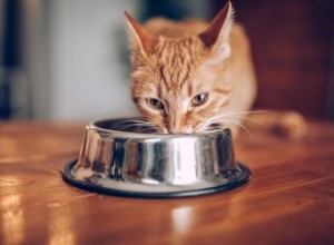 Vad ska du mata äldre katter? Här är de bästa alternativen för seniorkattfoder