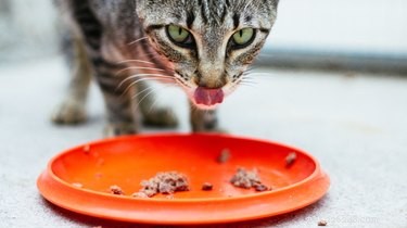 O que você deve alimentar gatos mais velhos? Aqui estão as melhores opções de alimentos para gatos idosos