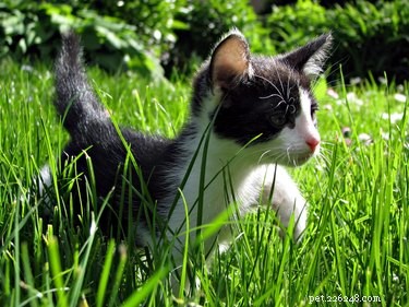 Kattenleeftijdstabel:kattenjaren omzetten in mensenjaren
