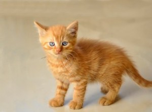 Таблица возраста кошек:как перевести кошачьи годы в человеческие