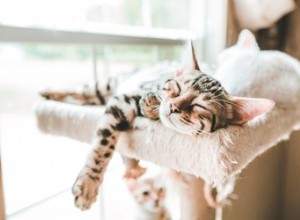 Quais são os sinais de que um gato dentro de casa está feliz?