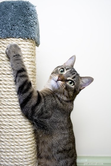 Quali sono i segni che un gatto domestico è felice?