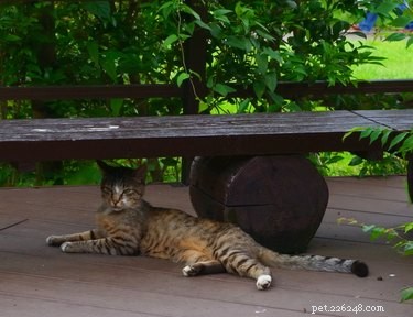 猫は暑いときに汗をかきますか？ 