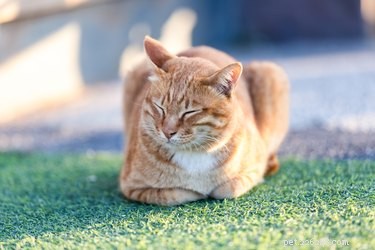 Prdí kočky? Tyto příznaky a symptomy znamenají, že vaše nadýmající kočka může potřebovat novou dietu