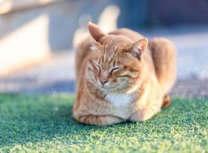 I gatti scoreggiano? Questi segni e sintomi indicano che il tuo felino flatulento potrebbe aver bisogno di una nuova dieta