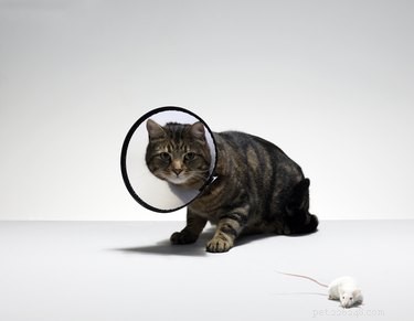 고양이는 중성화 수술을 받았는지 알 수 있습니까?