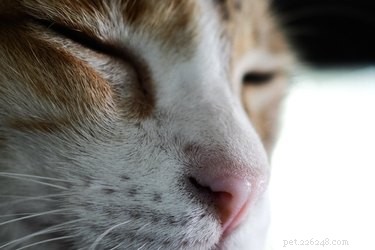 고양이는 인간에게서 암의 냄새를 맡을 수 있습니까?