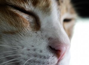 고양이는 인간에게서 암의 냄새를 맡을 수 있습니까?