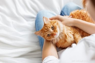Почему кошки любят обниматься?