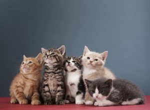 Os gatinhos podem ter mais de um pai?