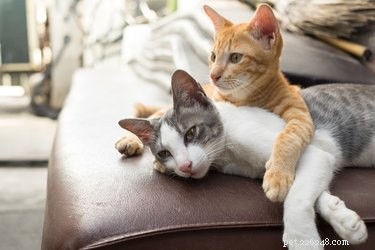 I gattini possono avere più di un padre?