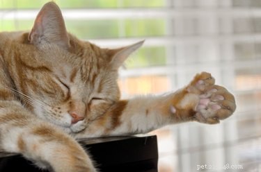Как называются кошки с 6 пальцами на ногах?